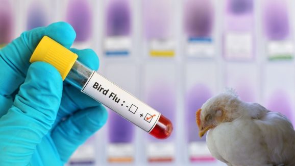 Bird Flu In Eluru: ఏలూరులో వ్యక్తికి బర్డ్ ఫ్లూ.. కలెక్టర్ ఏం చెప్పారంటే?