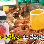 Bird Flu: బర్డ్ ఫ్లూతో లక్షల్లో కోళ్ల మృత్యువాత.. మనుషులకు ఈ వైరస్ సోకుతుందా?