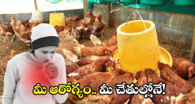 Bird Flu: బర్డ్ ఫ్లూతో లక్షల్లో కోళ్ల మృత్యువాత.. మనుషులకు ఈ వైరస్ సోకుతుందా?
