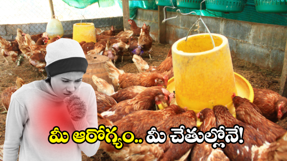 Bird Flu: బర్డ్ ఫ్లూతో లక్షల్లో కోళ్ల మృత్యువాత.. మనుషులకు ఈ వైరస్ సోకుతుందా?