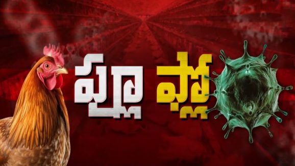 Bird Flu: బర్డ్ ఫ్లూ ఎఫెక్ట్.. తెలంగాణలో ఏపీ కోళ్లు బ్యాన్..!