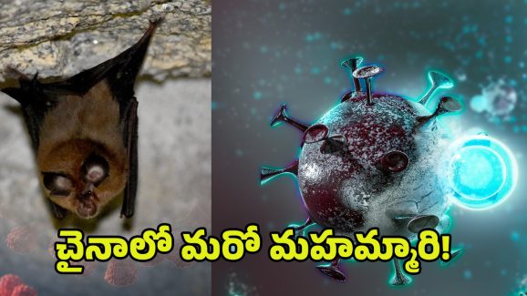 New Bat Coronavirus: చైనాలో మరో కరోనా వైరస్.. మళ్లీ చావులేనా?