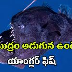 Anglerfish: సముద్రం అడుగున ఉండే యాంగ్లర్ ఫిష్.. పైకి రావడం దేనికి సంకేతం.. యుగాంతం నిజమేనా?