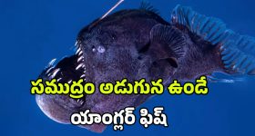 Anglerfish: సముద్రం అడుగున ఉండే యాంగ్లర్ ఫిష్.. పైకి రావడం దేనికి సంకేతం.. యుగాంతం నిజమేనా?