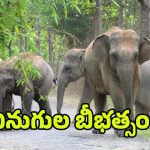 Elephant Attack: అన్నమయ్య జిల్లాలో ఏనుగుల బీభత్సం.. ముగ్గురు మృతి