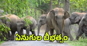 Elephant Attack: అన్నమయ్య జిల్లాలో ఏనుగుల బీభత్సం.. ముగ్గురు మృతి
