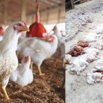 New Virus To Chickens: చికెన్ ప్రియులకు బిగ్ షాక్.. కోళ్లకు మిస్టరీ వైరస్..
