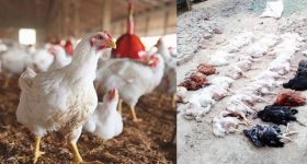 New Virus To Chickens: చికెన్ ప్రియులకు బిగ్ షాక్.. కోళ్లకు మిస్టరీ వైరస్..