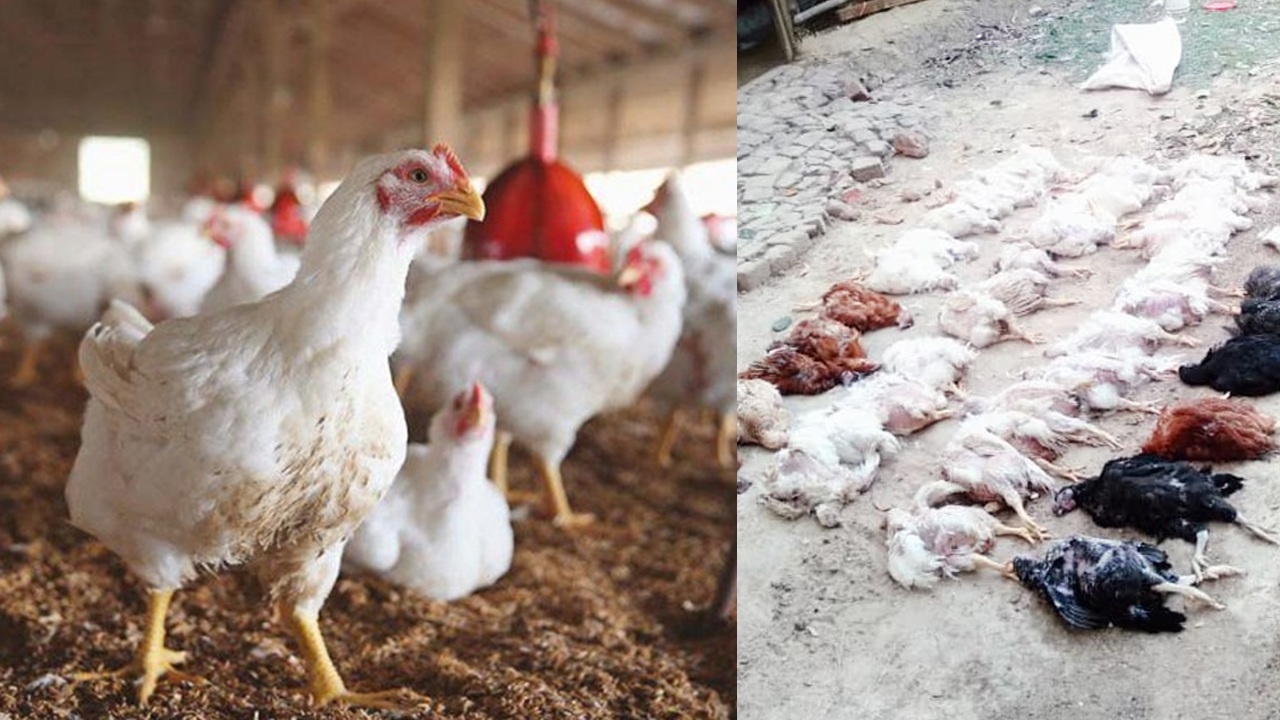 New Virus To Chickens: చికెన్ ప్రియులకు బిగ్ షాక్.. కోళ్లకు మిస్టరీ వైరస్..