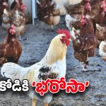 AP Govt: బర్డ్ ఫ్లూ ఎఫెక్ట్.. కోడికి రూ.140.. ఊహించని నిర్ణయం తీసుకున్న ప్రభుత్వం