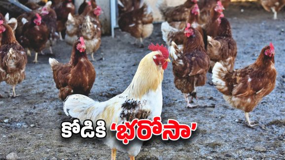 AP Govt: బర్డ్ ఫ్లూ ఎఫెక్ట్.. కోడికి రూ.140.. ఊహించని నిర్ణయం తీసుకున్న ప్రభుత్వం