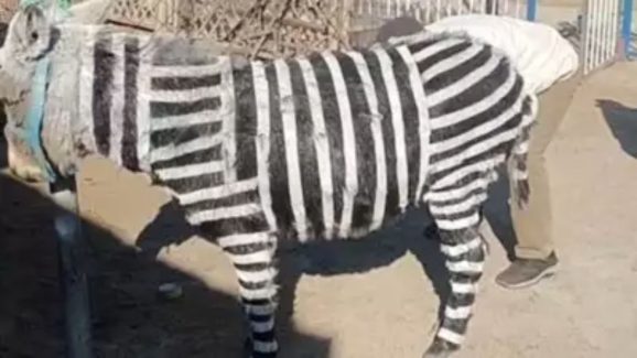 Donkeys as zebras: గాడిదకు రంగులు వేసి జీబ్రా అని ప్రచారం.. తీరా సీన్ కట్ చేస్తే..?
