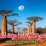 Baobab Tree @ 440 Yrs : అరుదైన ఆఫ్రికా చెట్టు – మన భాగ్యనగరానికి ఎలా చేరిందంటే?