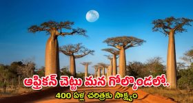 Baobab Tree @ 440 Yrs : అరుదైన ఆఫ్రికా చెట్టు - మన భాగ్యనగరానికి ఎలా చేరిందంటే?