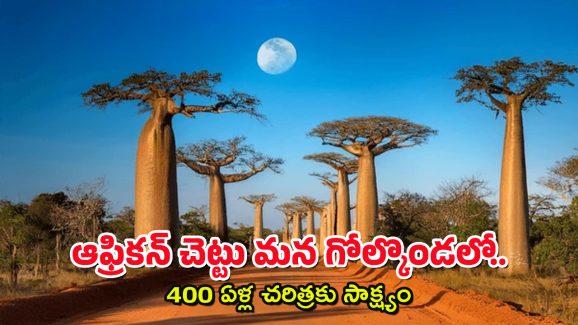 Baobab Tree @ 440 Yrs : అరుదైన ఆఫ్రికా చెట్టు – మన భాగ్యనగరానికి ఎలా చేరిందంటే?