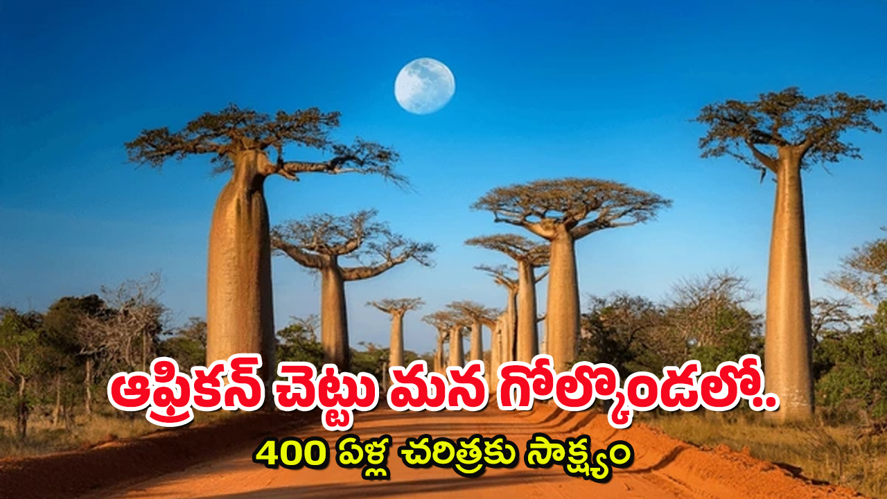 Baobab Tree @ 440 Yrs : అరుదైన ఆఫ్రికా చెట్టు – మన భాగ్యనగరానికి ఎలా చేరిందంటే?