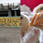 Hyderabad News: రిజర్వాయర్‌లో కుప్పలు తెప్పలుగా చనిపోయిన కోళ్లు.. నీరు సురక్షితమేనా..?