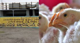 Hyderabad News: రిజర్వాయర్‌లో కుప్పలు తెప్పలుగా చనిపోయిన కోళ్లు.. నీరు సురక్షితమేనా..?