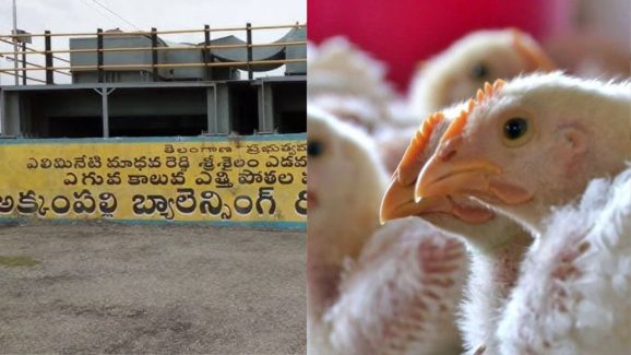 Hyderabad News: రిజర్వాయర్‌లో కుప్పలు తెప్పలుగా చనిపోయిన కోళ్లు.. నీరు సురక్షితమేనా..?