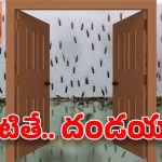 Mosquitos In Hyderabad: మణికొండలో దోమల దండు.. ఆ దేవుడే కాపాడాలట..