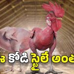 Viral News: బర్డ్ ఫ్లూ కాదు.. ఈ కోడి అలా మారడం వెనుక పెద్ద కథే ఉంది!