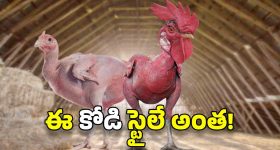 Viral News: బర్డ్ ఫ్లూ కాదు.. ఈ కోడి అలా మారడం వెనుక పెద్ద కథే ఉంది!