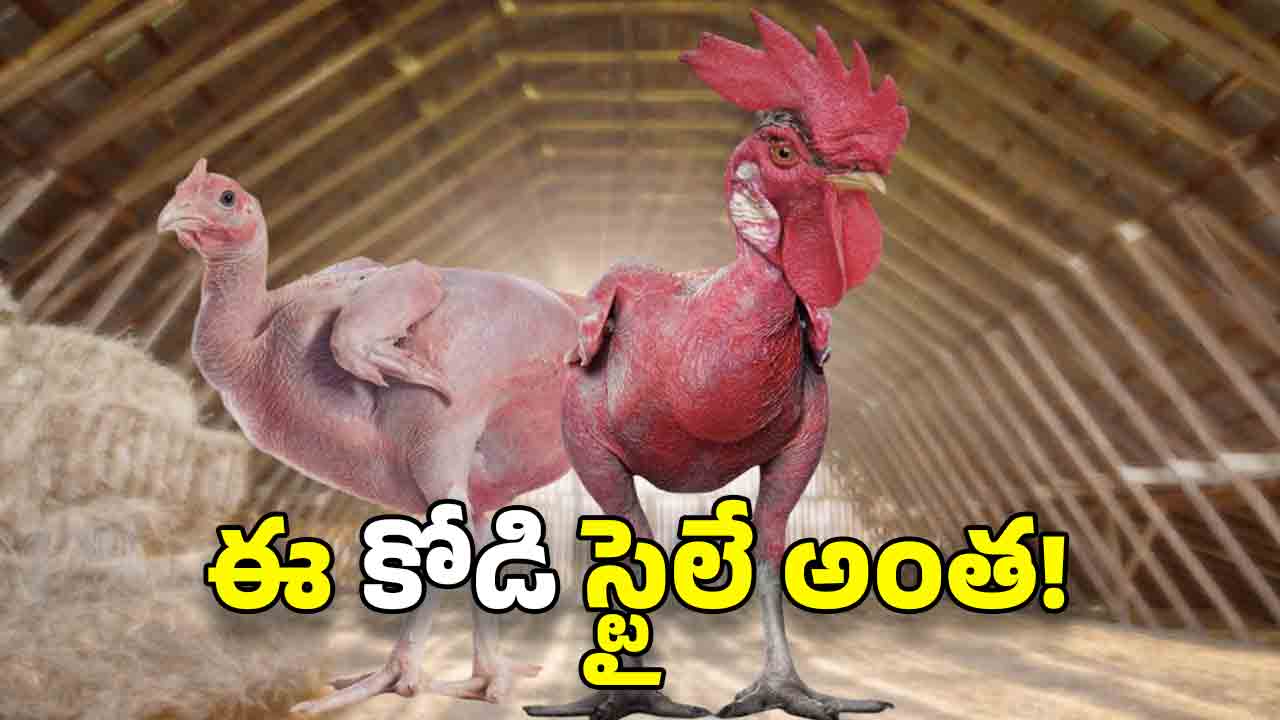 Viral News: బర్డ్ ఫ్లూ కాదు.. ఈ కోడి అలా మారడం వెనుక పెద్ద కథే ఉంది!