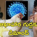 Bird Flu In Humans : అక్కడ 69 మందికి బర్డ్ ఫ్లూ.. మనుషులకు ఈ వైరస్ సోకితే ఏమవుతుంది?
