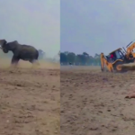 Elephant vs Jcb : జేసీబీ‌ని ఒక్క దెబ్బకు ఎత్తిపడేసిన ఏనుగు – వీడియో చూస్తే ఒళ్లు గగుర్పొడుస్తుంది
