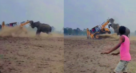 Elephant vs Jcb : జేసీబీ‌ని ఒక్క దెబ్బకు ఎత్తిపడేసిన ఏనుగు - వీడియో చూస్తే ఒళ్లు గగుర్పొడుస్తుంది