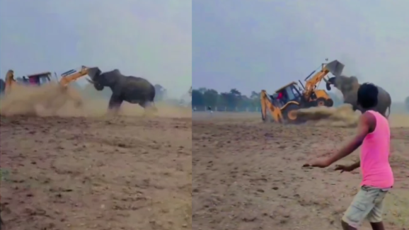 Elephant vs Jcb : జేసీబీ‌ని ఒక్క దెబ్బకు ఎత్తిపడేసిన ఏనుగు – వీడియో చూస్తే ఒళ్లు గగుర్పొడుస్తుంది