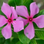 Sadabahar Flowers: దీన్ని పిచ్చి మొక్క అనుకుంటున్నారా? దీని పువ్వులు చేసే మ్యాజిక్ ఇదే!