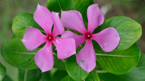 Sadabahar Flowers: దీన్ని పిచ్చి మొక్క అనుకుంటున్నారా? దీని పువ్వులు చేసే మ్యాజిక్ ఇదే!