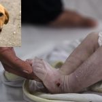 Dogs Eat Newborn Baby : ఆస్పత్రి వద్ద పసికందుని పీక్కుతిన్న కుక్కలు.. తల్లిదండ్రులదే తప్పంటున్న వైద్యులు