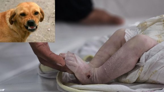 Dogs Eat Newborn Baby : ఆస్పత్రి వద్ద పసికందుని పీక్కుతిన్న కుక్కలు.. తల్లిదండ్రులదే తప్పంటున్న వైద్యులు