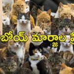 Woman With 350 Cats At Home : ఒకే ఇంట్లో వందల పిల్లుల పెంపకం.. కంపు భరించలేక పోలీసులు ఏం చేశారంటే