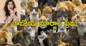 Woman With 350 Cats At Home : ఒకే ఇంట్లో వందల పిల్లుల పెంపకం.. కంపు భరించలేక పోలీసులు ఏం చేశారంటే
