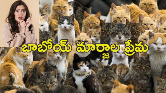 Woman With 350 Cats At Home : ఒకే ఇంట్లో వందల పిల్లుల పెంపకం.. కంపు భరించలేక పోలీసులు ఏం చేశారంటే