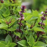 Basil Leaves: తులసి ఆకులు తింటే.. ఈ ఆరోగ్య సమస్యలు అస్సలు రావు