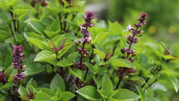 Basil Leaves: తులసి ఆకులు తింటే.. ఈ ఆరోగ్య సమస్యలు అస్సలు రావు
