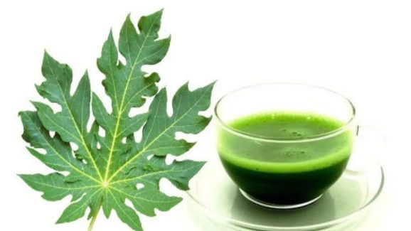 Papaya Leaves Juice: బొప్పాయి ఆకుల రసం తాగితే.. శరీరంలో జరిగే మ్యాజిక్ ఇదే !