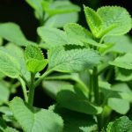 Ajwain Leaves: ఈ ఆకులు తింటే.. మతిపోయే లాభాలు !
