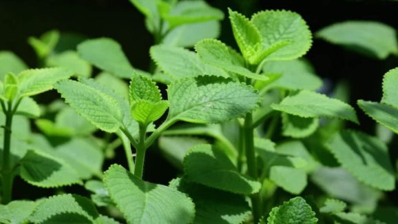 Ajwain Leaves: ఈ ఆకులు తింటే.. మతిపోయే లాభాలు !