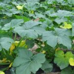 Pumpkin Leaves: గుమ్మడి ఆకులు మహిళల ఆరోగ్యానికి వరం, ఎందుకో తెలుసా ?