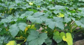 Pumpkin Leaves: గుమ్మడి ఆకులు మహిళల ఆరోగ్యానికి వరం, ఎందుకో తెలుసా ?