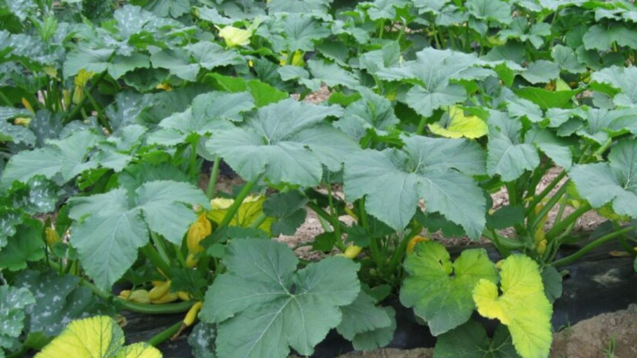 Pumpkin Leaves: గుమ్మడి ఆకులు మహిళల ఆరోగ్యానికి వరం, ఎందుకో తెలుసా ?