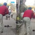 Viral Video: మరెక్కడా చూసి ఉండరు బ్రో.. మంత్రంతో  కొండముచ్చును బతికించాడు!