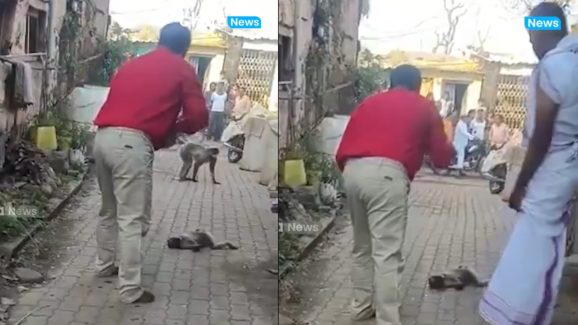 Viral Video: మరెక్కడా చూసి ఉండరు బ్రో.. మంత్రంతో  కొండముచ్చును బతికించాడు!