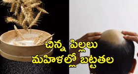 High Selenium Wheat Baldness: వీడిన మిస్టరీ.. మహారాష్ట్ర గ్రామాల్లో అందరికీ బట్టతలకు కారణం అదే