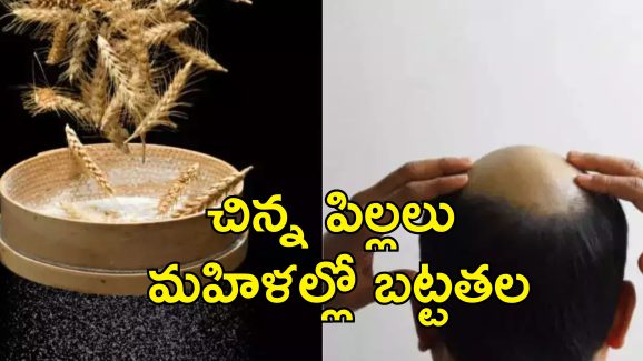 High Selenium Wheat Baldness: వీడిన మిస్టరీ.. మహారాష్ట్ర గ్రామాల్లో అందరికీ బట్టతలకు కారణం అదే